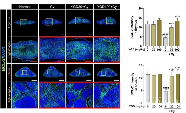육공단투여량에따라흉선과비장에서면역세포사멸을억제하는BCL-2단백질(초록색)의발현강도가크게증가했다