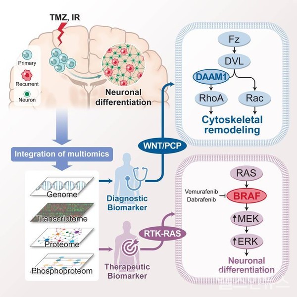 악성뇌종양교모세포종의원발암-재발암암단백유전체분석을통해항암표준치료이후재발진화과정을규명하였으며,WNTPCP의진단바이오마커발굴과BRAF단백체에대한신규표적가능성을제시했다.