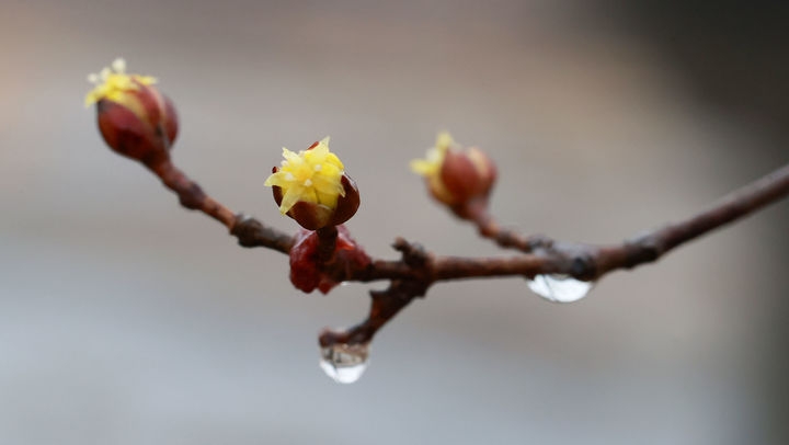 14일 경남 함양군 함양읍 하림공원에서 노란 산수유가 봄비를 머금고 꽃망울을 터뜨리고 있다. (사진=함양군 제공).