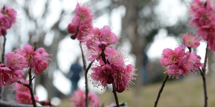 포근한 봄 날씨를 보인 14일 오전 울산 남구 장생포 고래문화마을 산책로에 홍매화가 활짝 꽃망울을 퍼트려 봄소식을 전하고 있다.