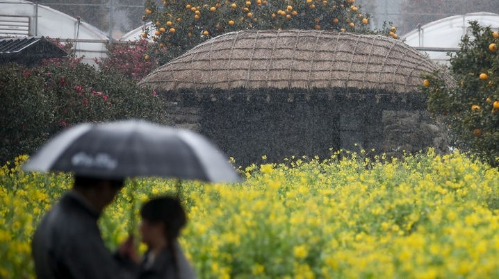 비가 내리고 싹인 튼다는 절기상 우수(雨水)를 하루 앞둔 18일 오후 제주 서귀포시 남원읍 휴애리자연생활공원에서 우산을 쓴 관광객들이 봄꽃을 감상하고 있다.
