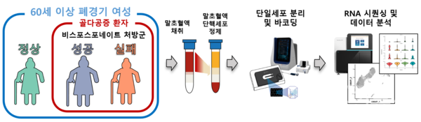 본연구의전반적인흐름도_60세이상폐경기여성을대상으로,정상인과골다공증환자및비스포스포네이트치료성공과실패그룹을분류하여말초혈액에존재하는면역세포를단일세포전사체분석하였다.