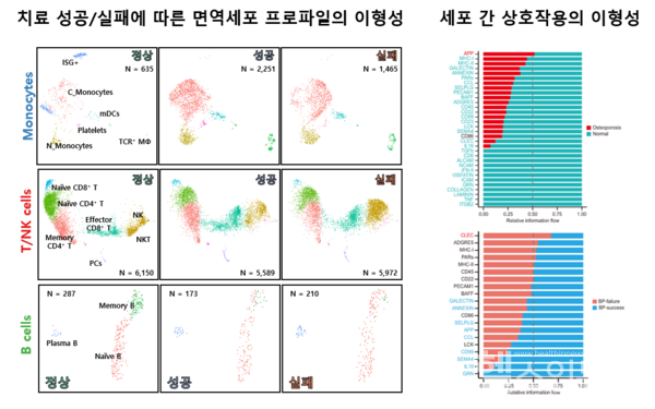 치료제반응성에따른면역세포의이형성_단일세포전사체분석결과,정상군과치료제성공군,실패군이나타내는면역세포프로파일및세포간상호작용의이형성을관찰함.실패군에서는자연살해세포가증가해있듯이각그룹별로특정세포타입의비율이상이하며,골다공증특이적인신호전달기전또는치료제반응성에따라차이가나는신호전달기전이관측됨.