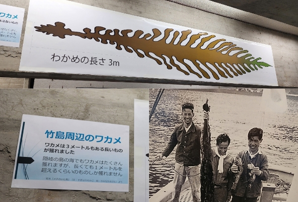 독도에서 3미터 짜리 미역을 채취했다는 전시와 설명