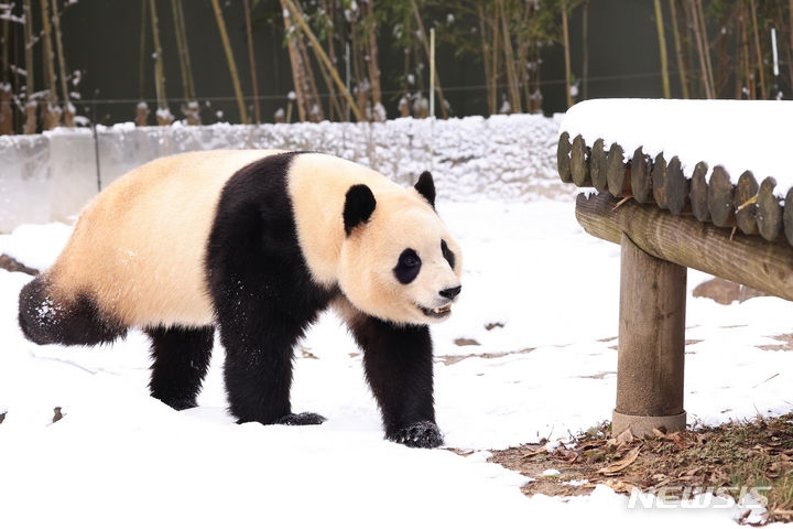 오는 4월초 중국 귀환을 앞둔 판다 푸바오가 22일 경기도 용인시 에버랜드 판다월드에서 눈밭을 걷고 있는 모습. (사진=에버랜드 제공)