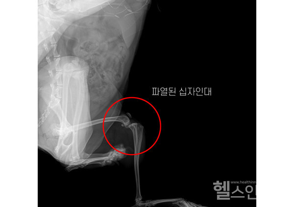 십자인대파열된강아지의X-레이사진