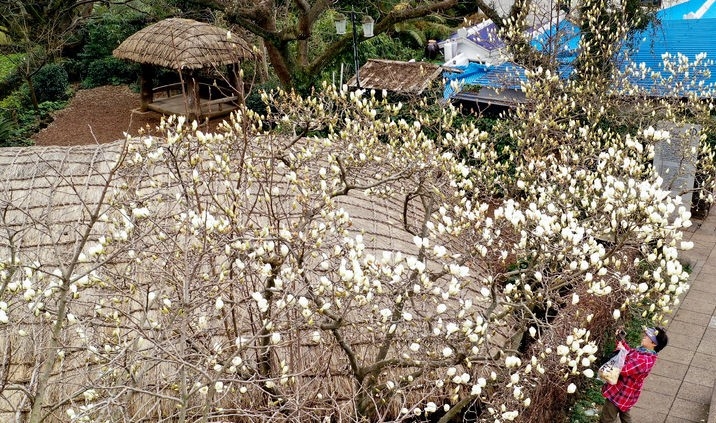 흐린 날씨를 보인 25일 오후 제주 서귀포시 이중섭미술관 인근 거리에 목련꽃이 활짝 피어 시선을 끌고 있다.