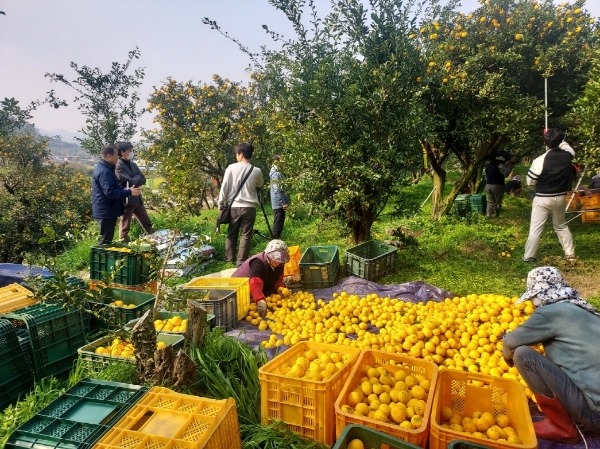 고흥 유자 / 사진=고흥군 제공
