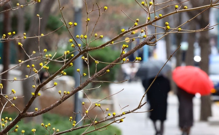 봄비가 내린 7일 서울 종로구 한 거리에서 우산을 쓴 시민들이 발걸음을 옮기고 있다.