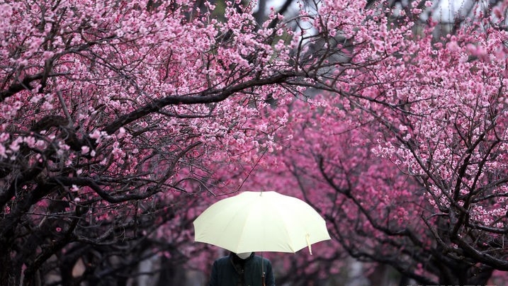 절기상 경칩인 지난 5일 대구 중구 국채보상운동기념공원에 만개한 홍매화 아래로 우산을 쓴 한 시민이 산책하는 모습.