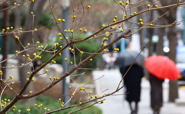 봄비가 내린 지난 7일 서울 종로구 한 거리에서 우산을 쓴 시민들이 발걸음을 옮기는 모습.