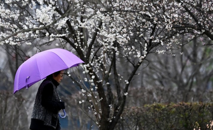 봄비가 내리는 지난 11일 오후 광주 서구 5·18기념공원에서 한 시민이 우산을 쓴 채 매화 나무 주변을 걷는 모습.