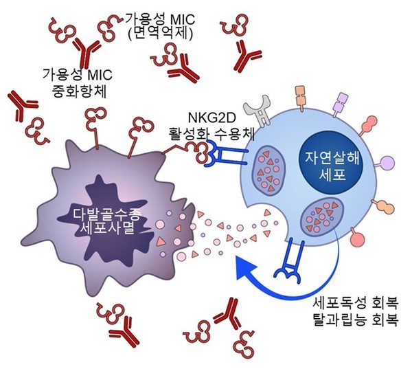 MIC중화항체가다발골수종환자자연살해세포의기능을회복시켜항다발골수종효과를향상시킬수있다.