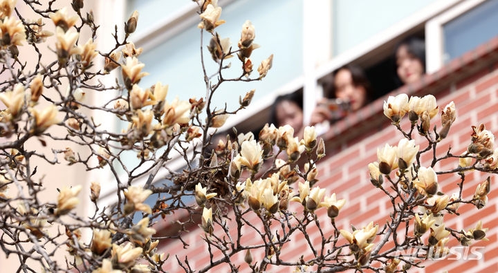 지난 11일 대구 북구 영진전문대 캠퍼스에 목련이 꽃망울을 틔우고 있다.