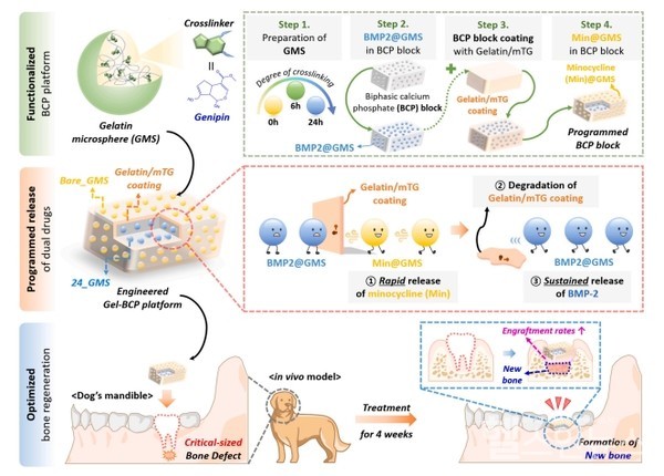인공단백질젤라틴을심은인공뼈를이식한개에게서뼈재생이촉진되는과정모식도