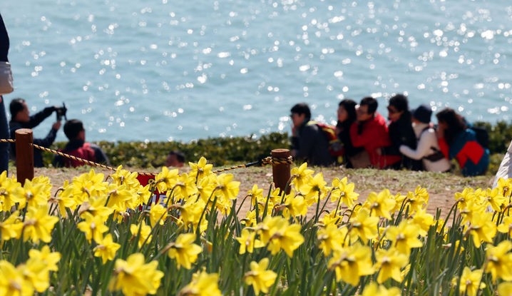 완연한 봄 날씨를 보인지난 10일 부산 남구 오륙도해맞이공원을 찾은 관광객들이 활짝 핀 수선화와 푸른 바다를 배경으로 기념사진을 찍고 있다.
