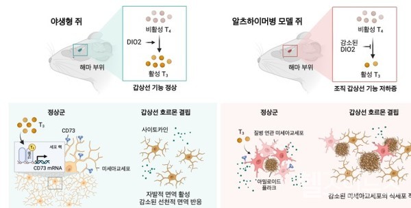 그림.알츠하이머성치매쥐의뇌에서병변에의한갑상선호르몬대사장애로인하여갑상선호르몬저하가일어난다.알츠하이머성치매쥐에서갑상선호르몬결핍은미세아교세포의식세포작용을감소시켜베타아밀로이드와인산화된타우의축적과인지적행동장애를악화시킨다.