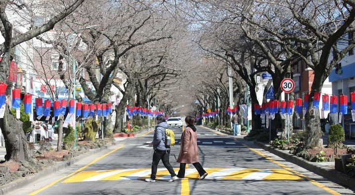 제주 전농로 왕벚꽃 축제를 하루 남겨둔 21일 오후 제주시 삼도1동 전농로 일대의 벚나무가 꽃을 피우지 못해 앙상한 나무가지만 드러내고 있다. 제주시는 오는 22일부터 24일까지 사흘간 제17회 전농로 왕벚꽃 축제를 개최할 예정이다.