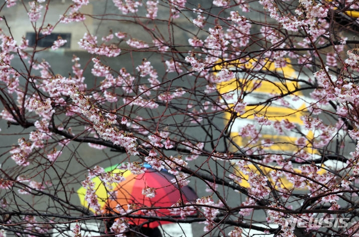 '경칩'인 지난 5일 부산 수영구 부산배화학교 앞에서 시민들이 우산을 쓴 채 활짝 핀 벚꽃 아래를 지나가는 모습.