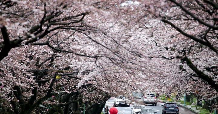  제주 도내 대표적인 벚꽃 명소인 제주대학교 앞 가로수길에 상춘객들의 발길이 이어지고 있다.