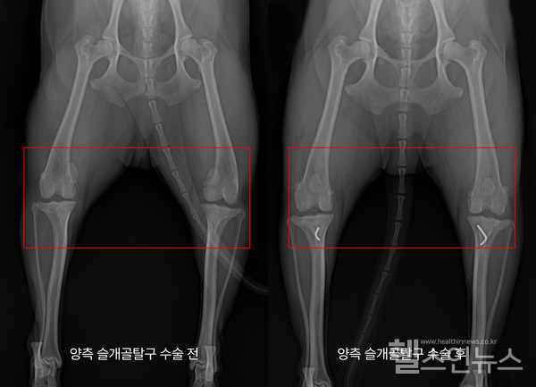 슬개골탈구수술전(왼쪽)후(오른쪽)(제공:아이힐동물병원권오서원장)