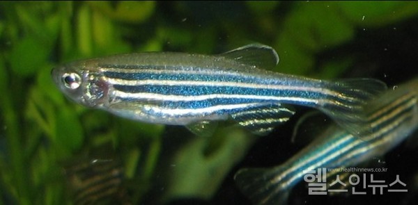 열대어제브라피쉬(출처:위키피아)