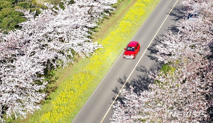 포근한 날씨를 보이는 1일 오전 제주 서귀포시 표선면 녹산로에 벚꽃과 유채꽃이 활짝 펴 짙은 봄 정취를 풍기고 있다.