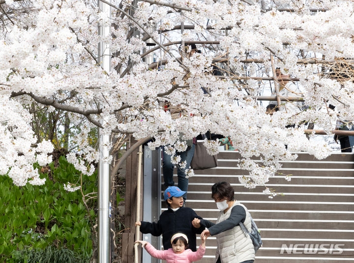 절기상 청명인 4일 서울 강남구 양재천 일미리다리 인근에서 어린이들이 벚꽃 산책을 즐기고 있다.