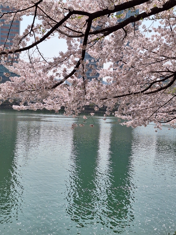 [이경복의아침생각]..석촌호수 벚꽃 풍경
