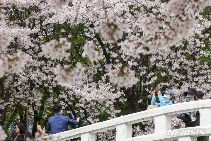 완연한 봄 날씨를 보인 8일 서울 서초구 양재천을 찾은 시민들이 만개한 벚꽃을 바라보며 즐거운 시간을 보내고 있다.