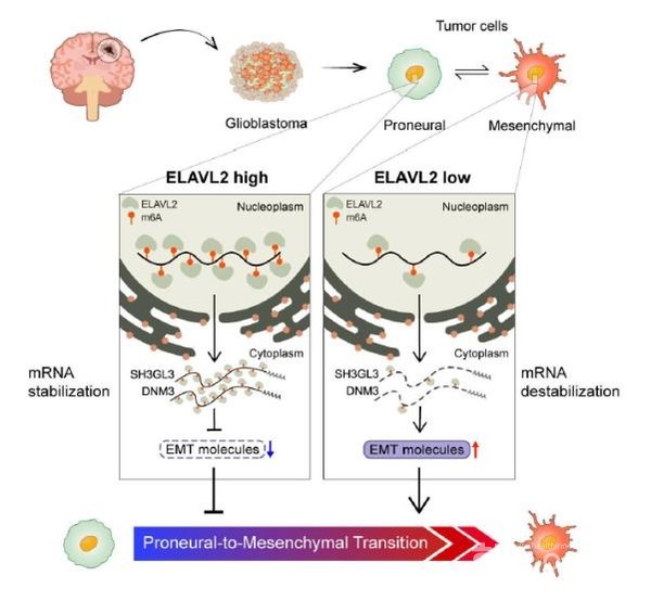 교모세포종에서ELAVL2매개로일어나는악성메젠카이멀형질전환기전.ELAVL2은상피간엽이행억제분자인SH3GL3및DNM3의전사체에직접결합하여mRNA안정성을조절하며,교모세포종의악성메젠카이멀형질전환을억제함