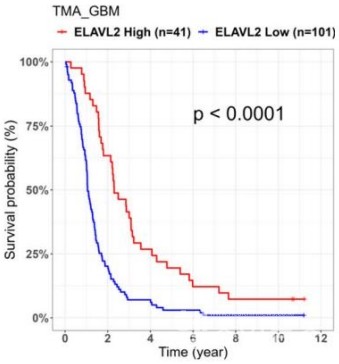 ELAVL2단백질발현수준과환자생존율간의상관관계.높은ELAVL2발현이유리한생존결과연관됨