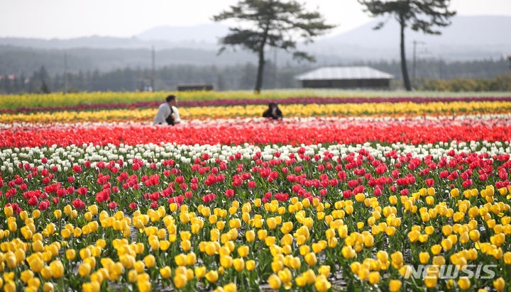 맑은 날씨를 회복한 29일 오전 제주 서귀포시 표선면 보롬왓 농장 들판에 형형색색 튤립이 활짝 피어나 짙어가는 봄 정취를 풍기고 있다.