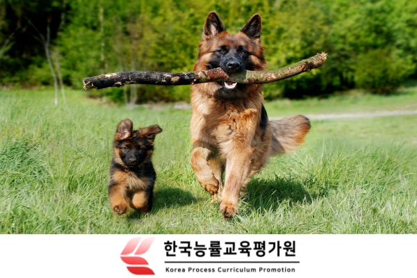 한국능률교육평가원, 반려동물관리사 자격증 등 수강혜택 지원 이벤트 진행