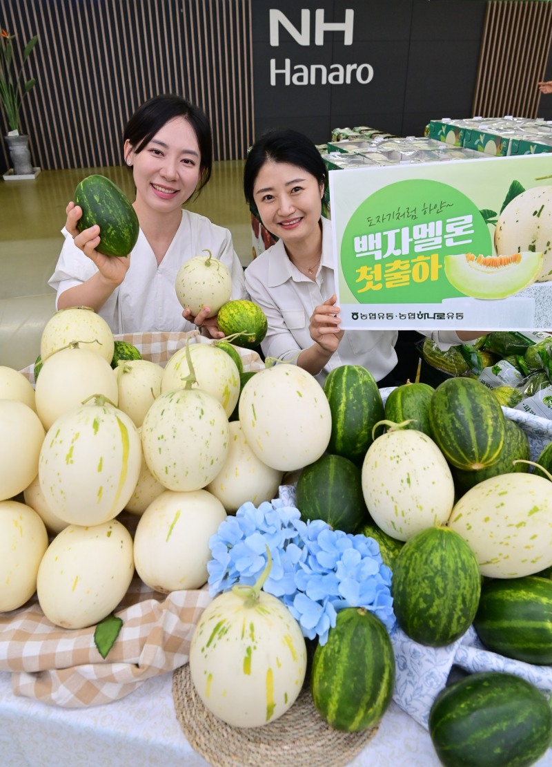 15일 서울 서초구 농협 하나로마트 양재점에서 모델들이 올해 처음 출하된 '백자 멜론'과 파파야 멜론을 소개하고 있다. [하나로마트 제공]