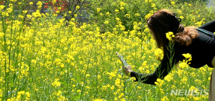 완연한 봄 날씨가 이어지고 있는 17일 전북 전주시 전주대학교 스타정원을 찾은 시민이 만개한 유채꽃을 촬영하고 있다. 
