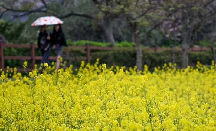 비가 내리는 8일 오후 제주시 용담2동 용연구름다리 인근에서 우산을 쓴 관광객들이 걸어가고 있다.