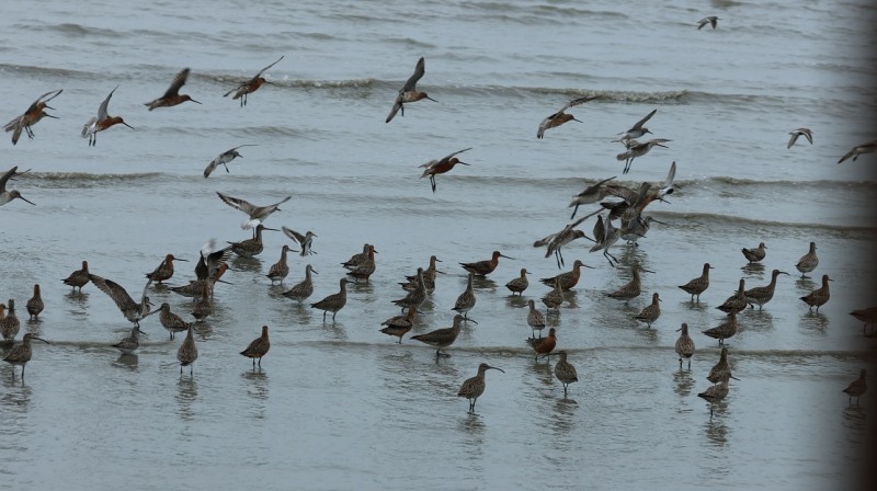 신안갯벌의 철새 / 사진=신안군 제공