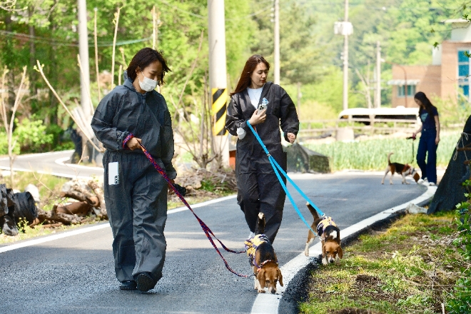 ㈜한진은 지난 25일 ‘Love Connect 캠페인’의 일환으로 유기견 및 실험동물 구조단체인 비글구조네트워크 논산센터에서 봉사활동을 펼쳤다고 26일 밝혔다. 사진은 지난 25일 비글구조네트워크 논산센터에서 ㈜한진 직원이 강아지 산책 봉사활동을 하는 모습. (사진 = ㈜한진 제공)