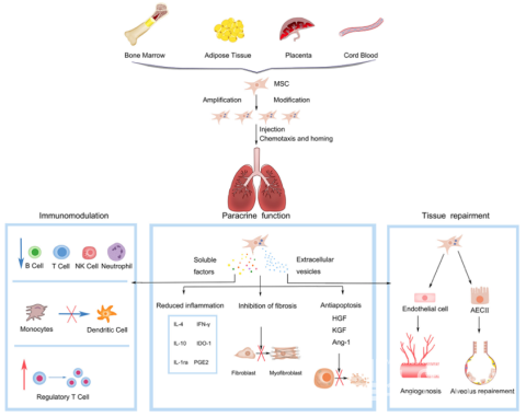 중간엽줄기세포의IPF치료기전(참고자료:ShengnanYangetal,Front.CellDev.Biol.,2021,9;639657)