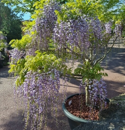 등나무 분재 / 사진=신안군 제공