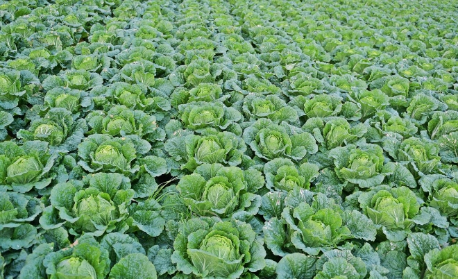 사진=한국농수산식품유통공사 제공