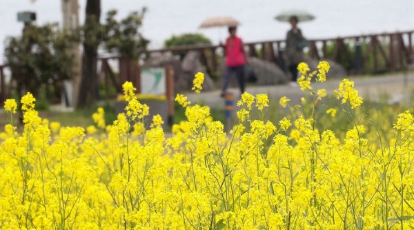 비가 내리는 지난달 8일 오후 제주시 용담2동 용연구름다리 인근에서 우산을 쓴 관광객들이 걸어가고 있다.