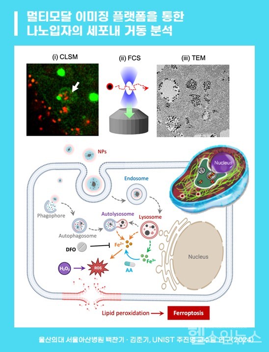 멀티모달이미징플랫폼을통한나노입자의세포내거동분석도식도