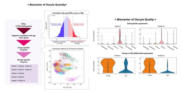 난모세포의수와질과관련해반응한후보바이오마커의발현패턴