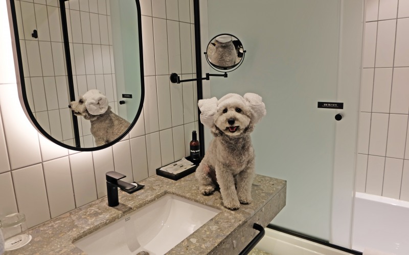 테이크호텔 서울 광명, ‘펫프랜들리 상품’ 선봬...“서울 근교에서 반려견과 즐거운 하루”