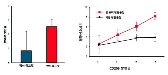 정상/전이림프절의CD206발현과이에따른암표적/기존형광물질의신호세기연구결과