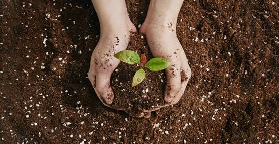 트리플래닛 '멸종위기묘목 기부 사업’ 관련 이미지 (사진제공=트리플래닛)