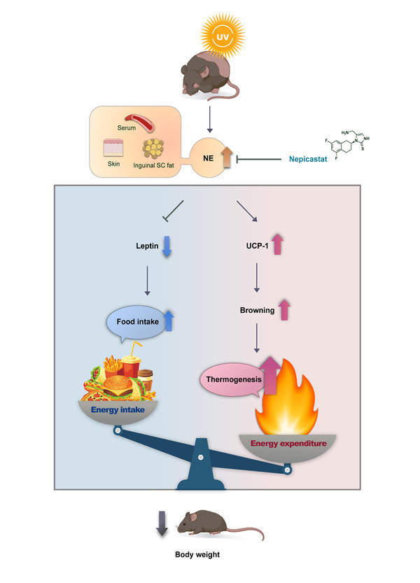 자외선노출은노르에피네프린분비를증가시킴으로서렙틴을감소시키고음식섭취를증가시키는동시에,피하지방의갈색화를유발하여에너지소비를증가시킨다.