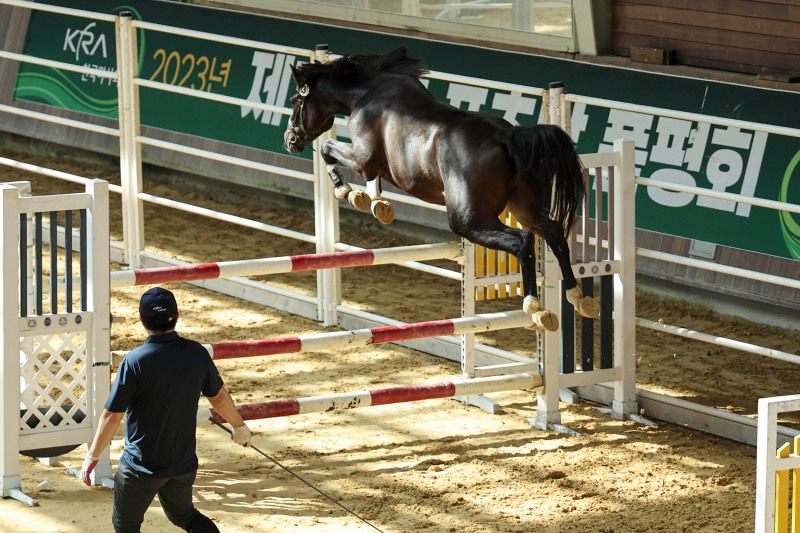 한국마사회 국산말 품평회